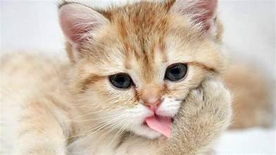 Cat cute