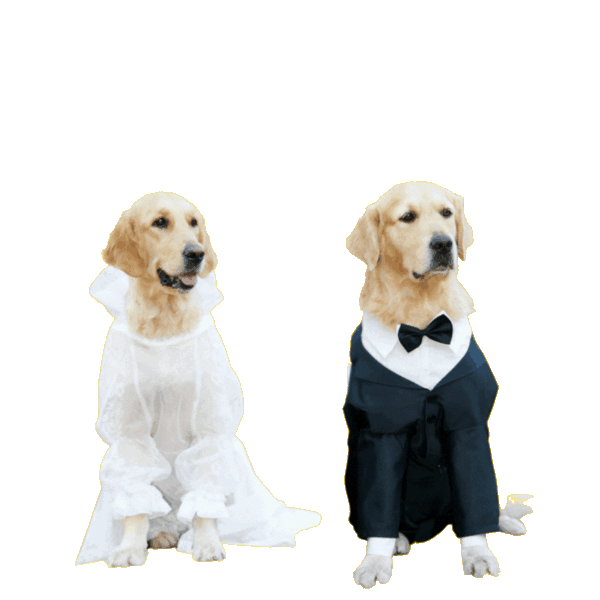 Trusted Wedding Pet Attendants & Dog Handler Raleigh