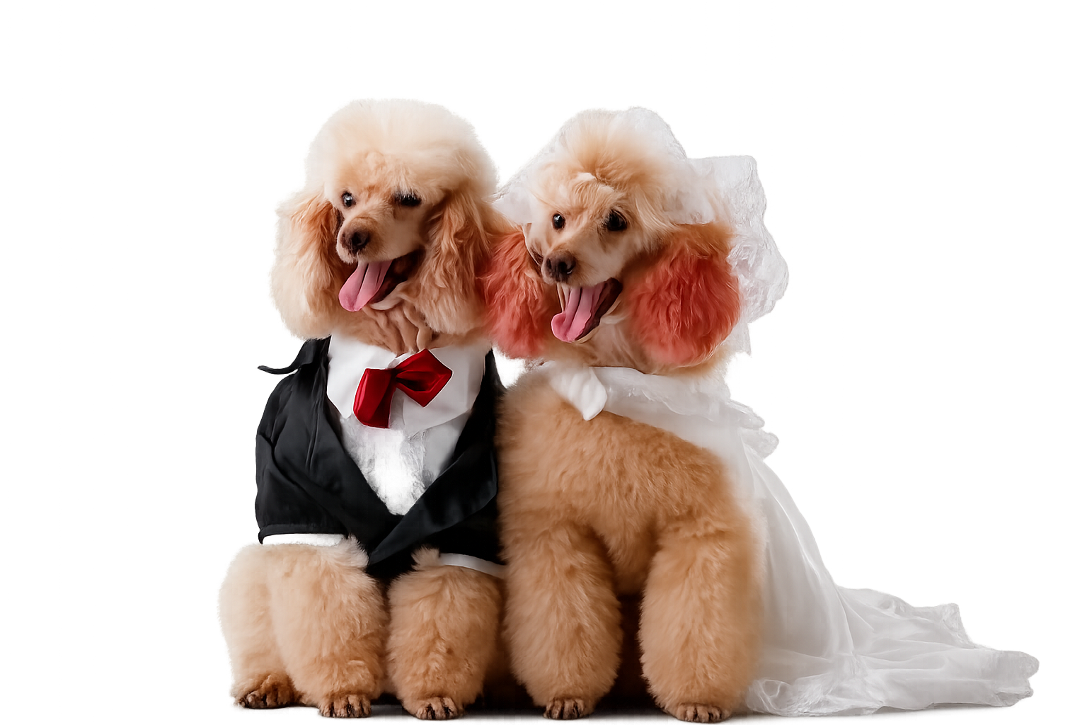 premium wedding pet concierge
