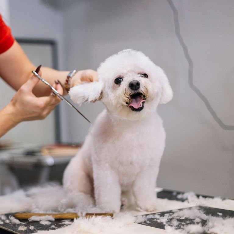 dog grooming