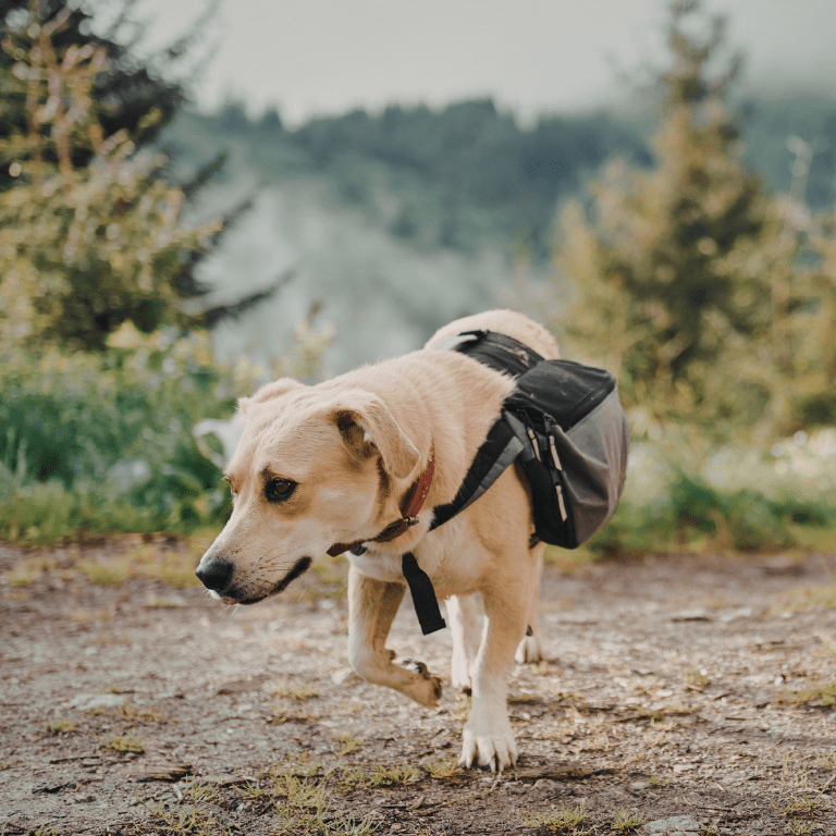 K9 Adventure