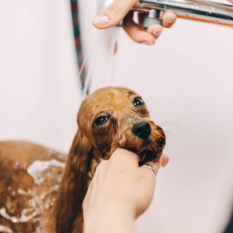 dog grooming