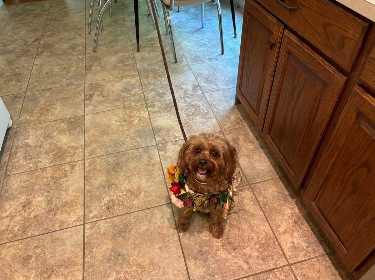 how to have dog at wedding north carolina
