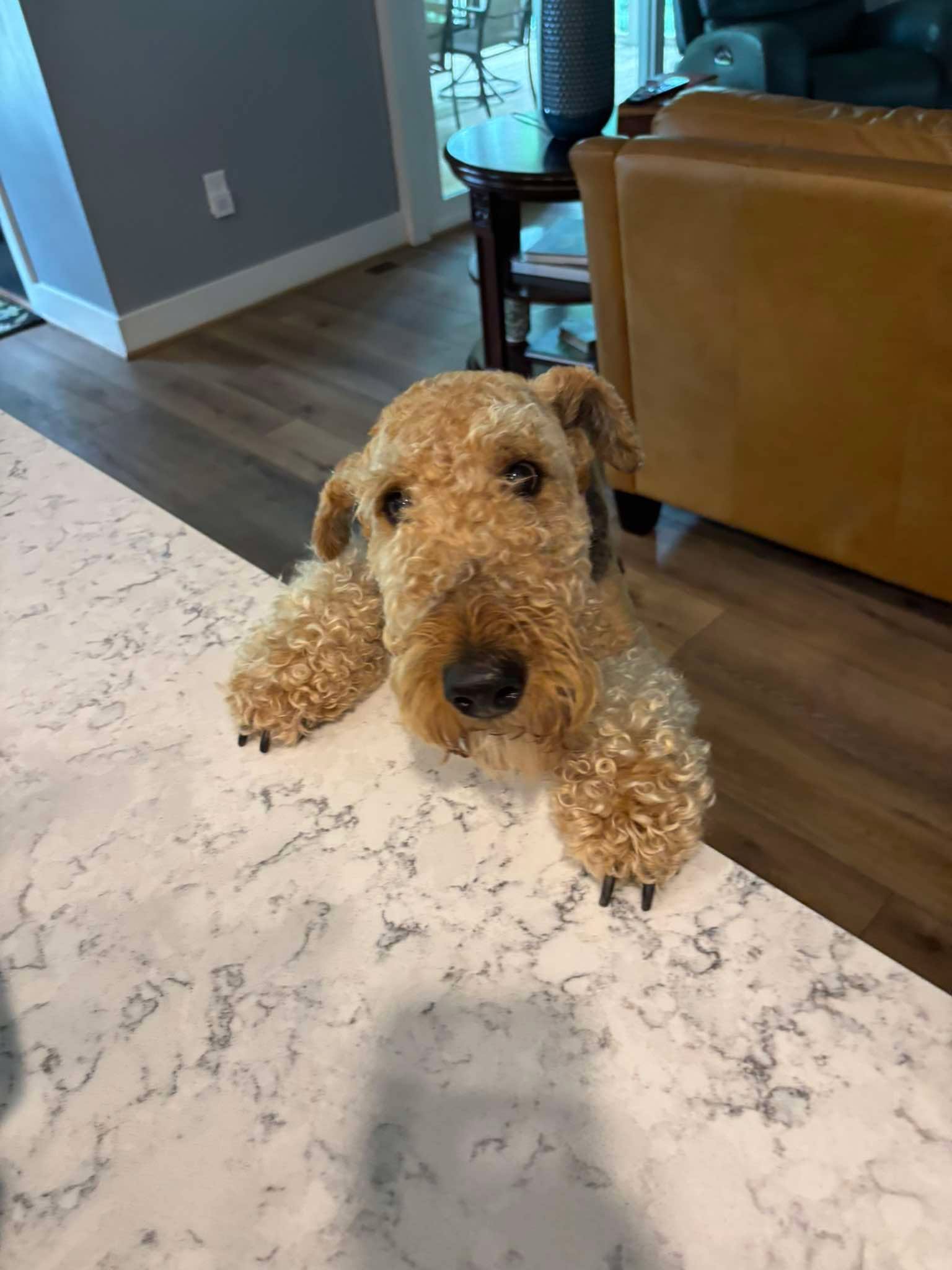 Dog Relaxing after walk