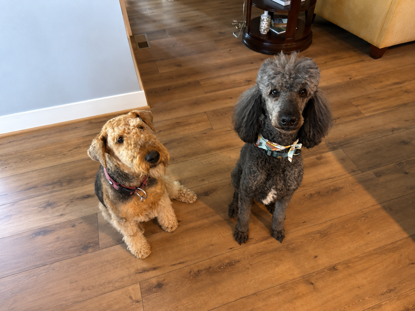 where to walk dogs near me