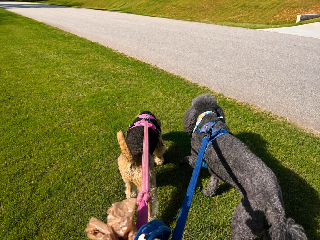Reliable dog walking service for busy pet owners in Raleigh