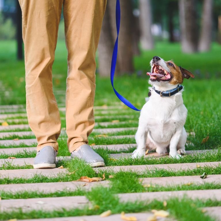 Affordable Dog Walking Services Near You