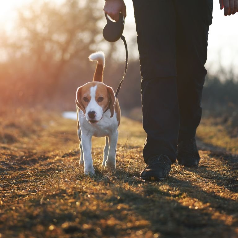 Dog Walking Services in Holly Springs NC