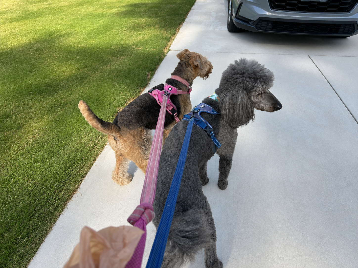 nice walks for dogs near me