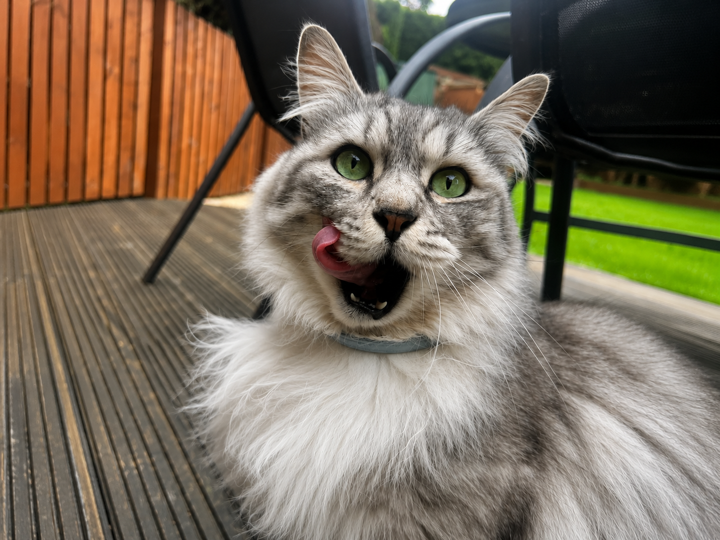 Cat Care Services Raleigh