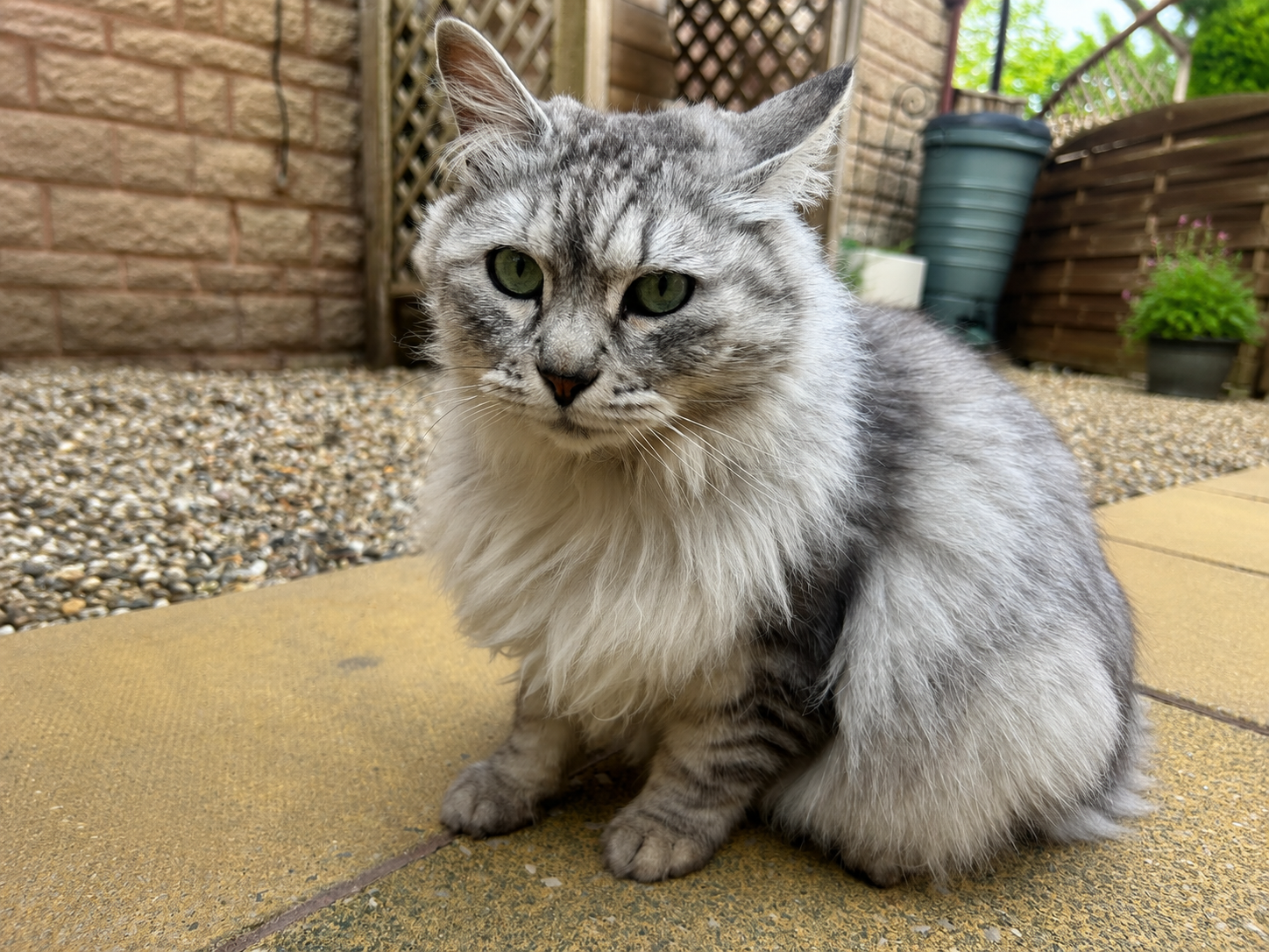 Cat Feeding Service Raleigh