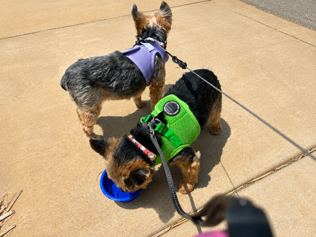 Dog’s Walks in Raleigh & nearby Areas