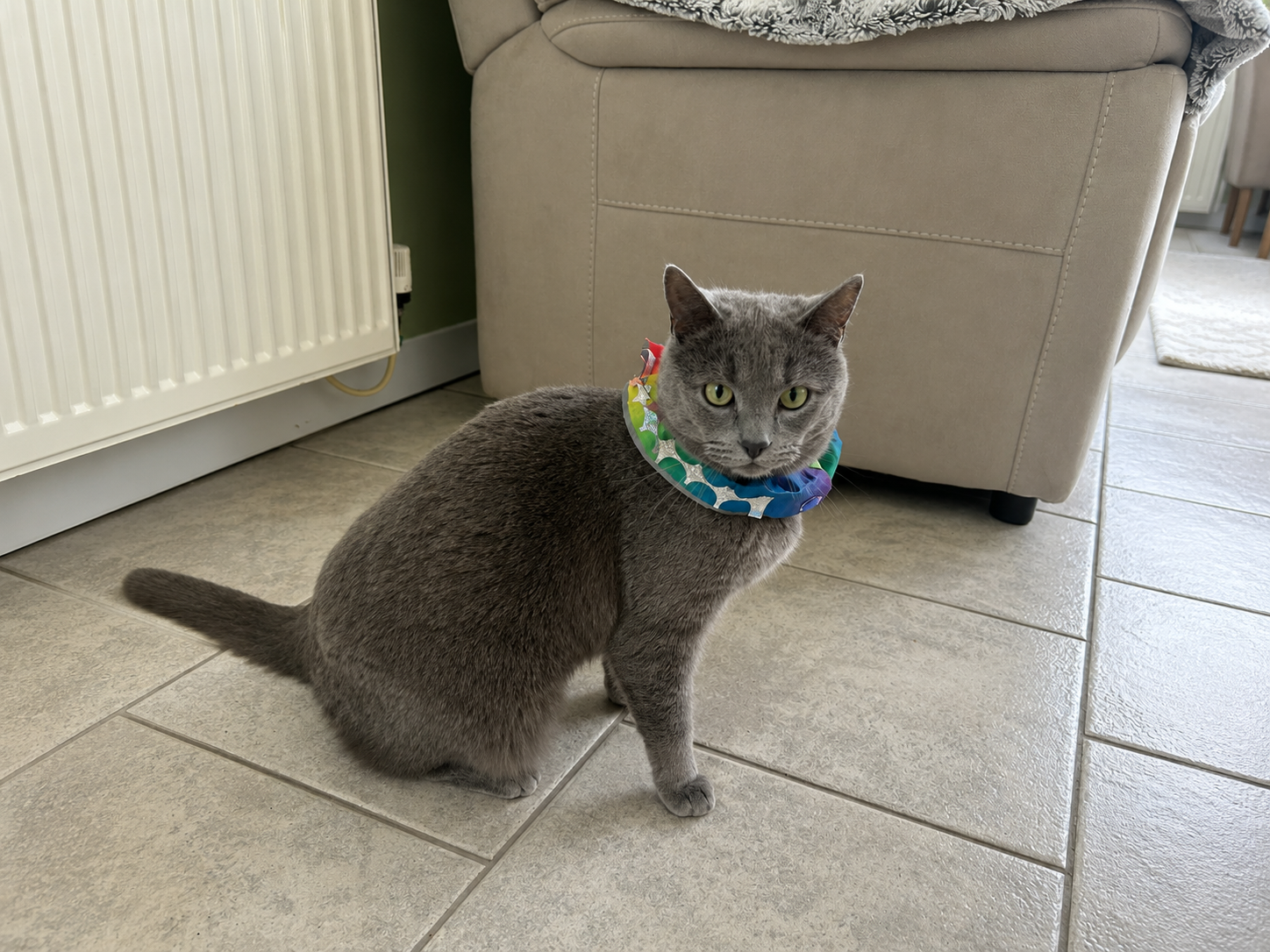 In-Home Cat Sitting Raleigh