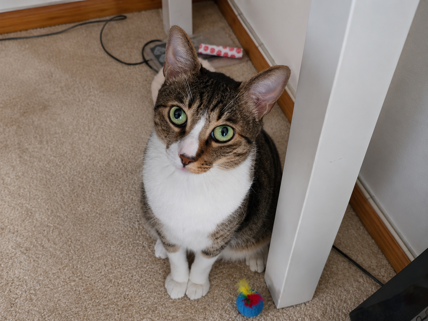 Multi Cat Care Raleigh