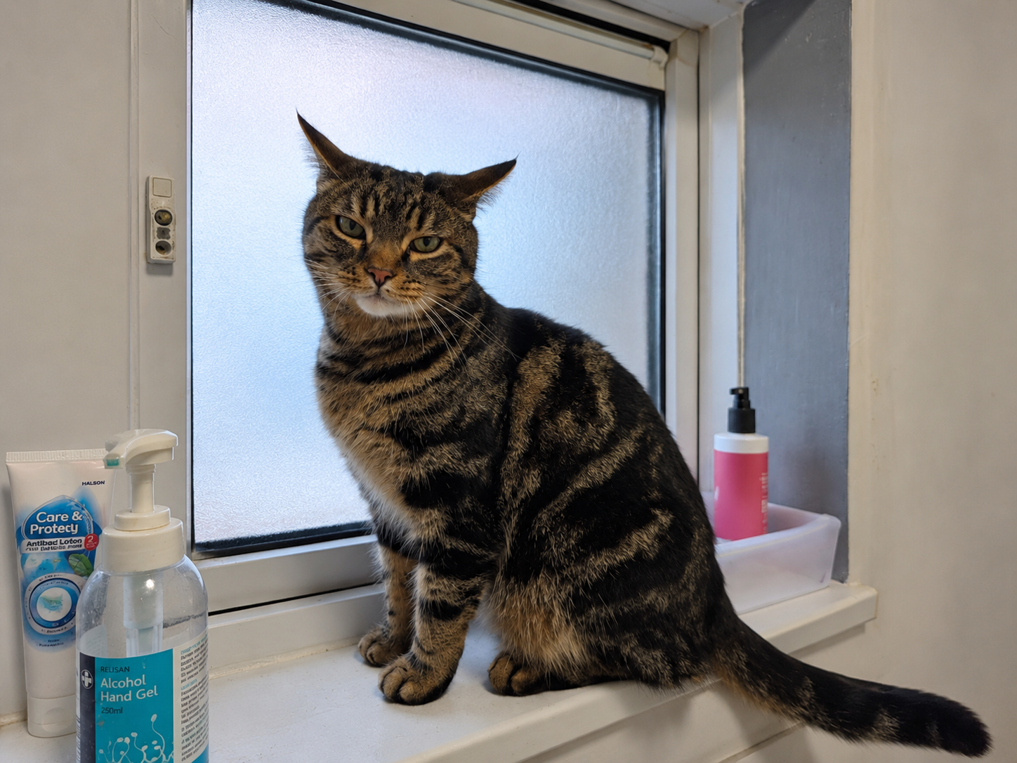 Professional Cat Sitting Raleigh NC