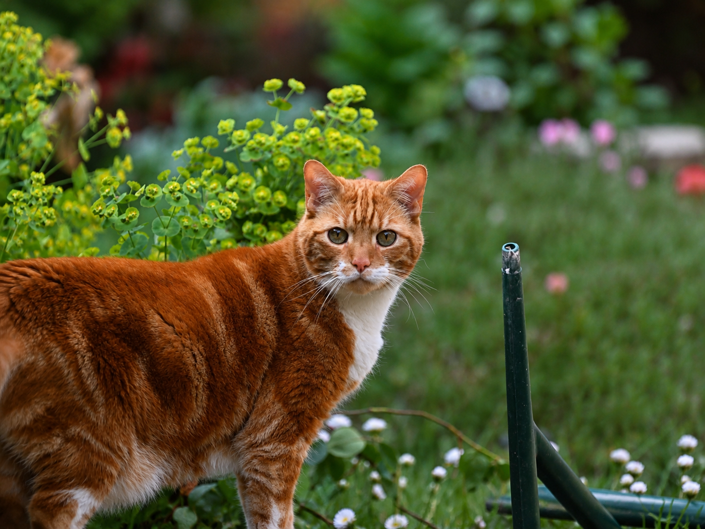 Senior Cat Care Raleigh