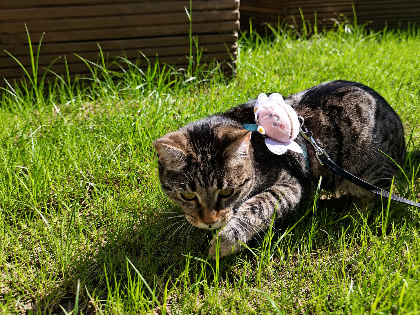 Trusted Cat Sitter Raleigh