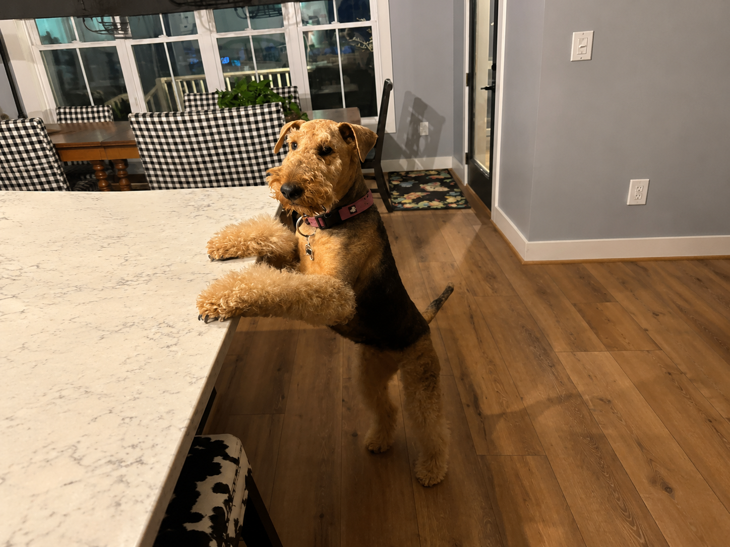 dog day care fuquay varina