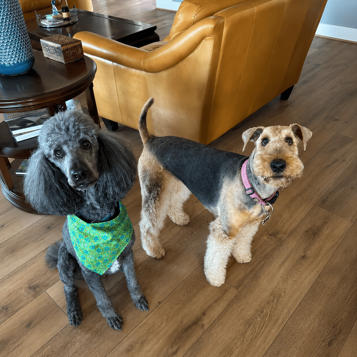 dog walker services in fuqay varina