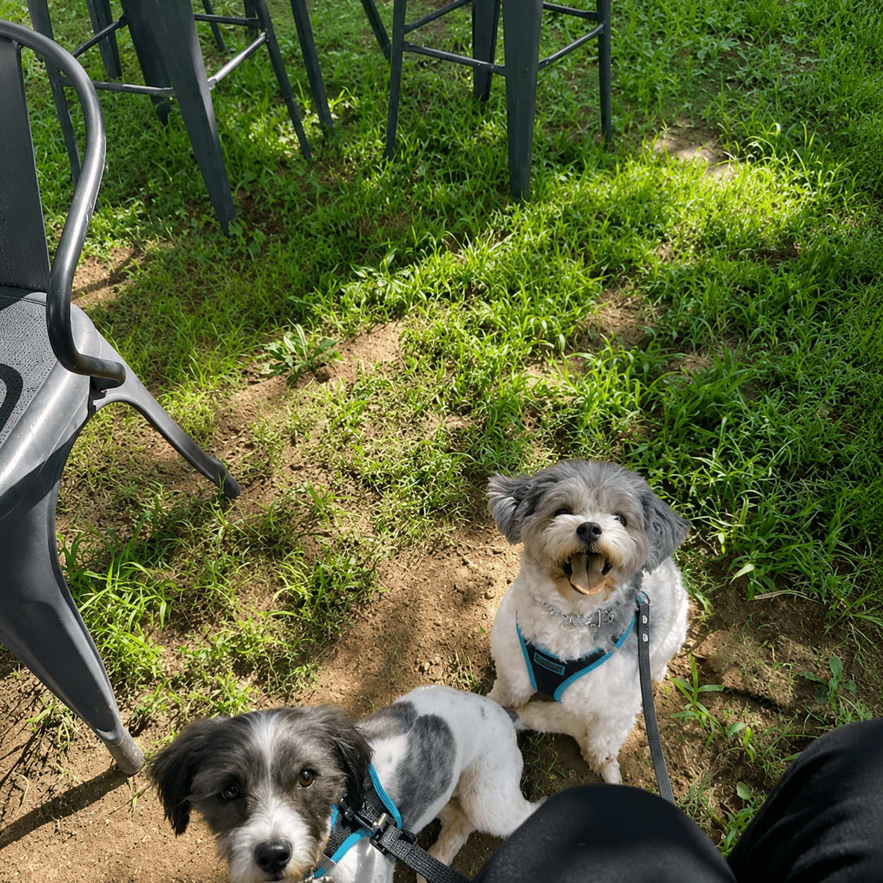dog walking services near me