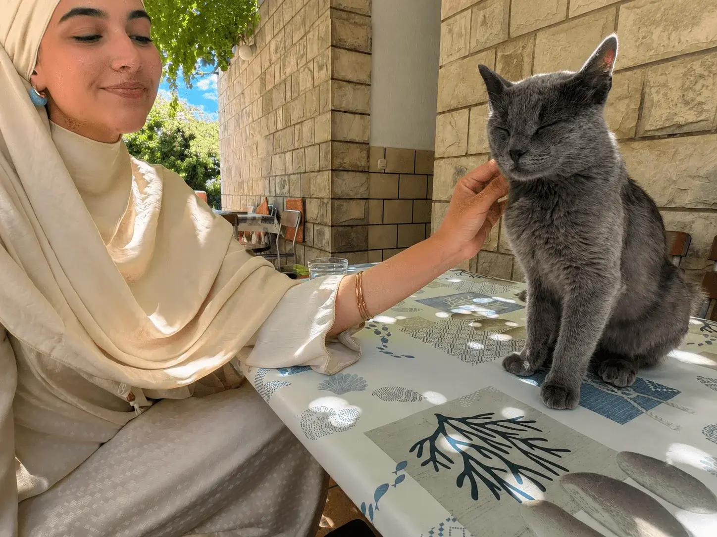 Cat Medication Administration