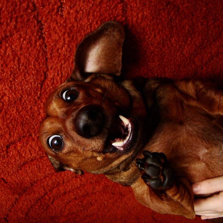 Dog Overnight Care Raleigh Nc