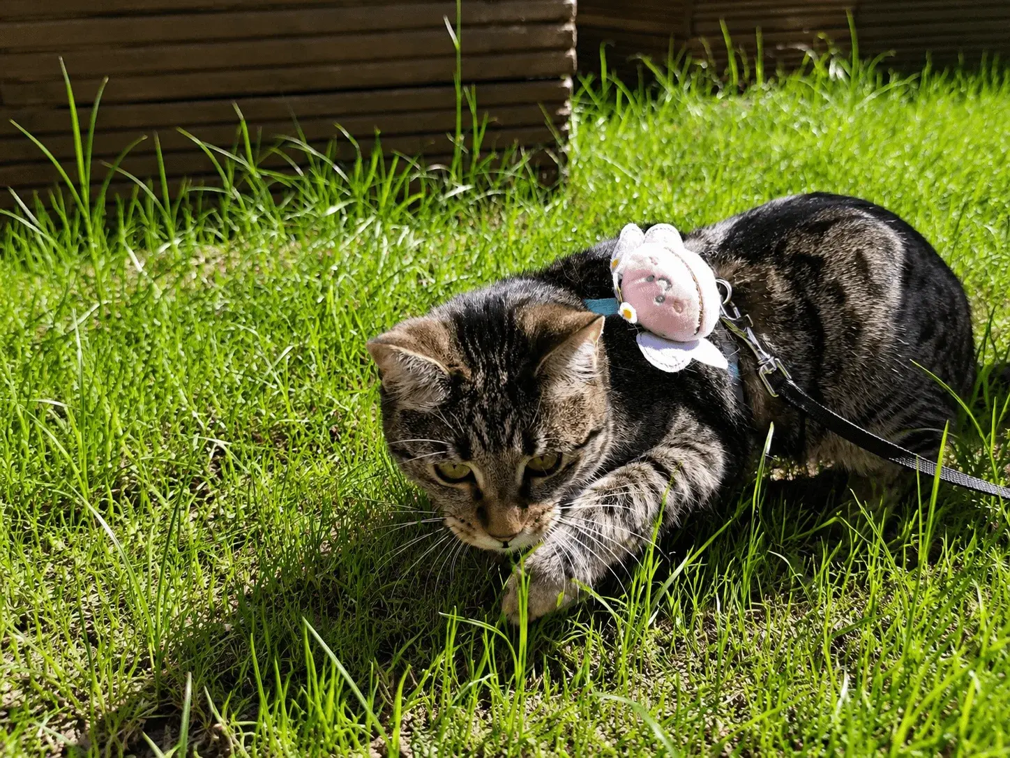 Trusted Cat Sitter Raleigh