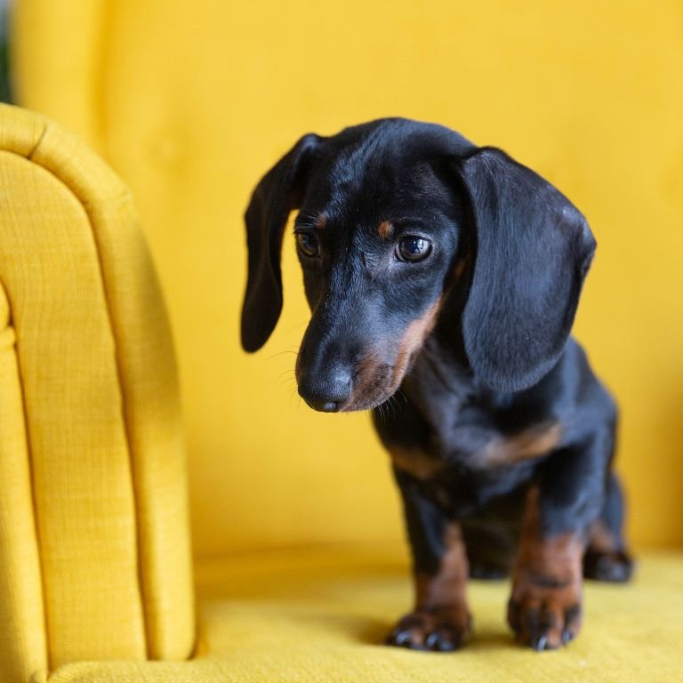 cute puppy dog