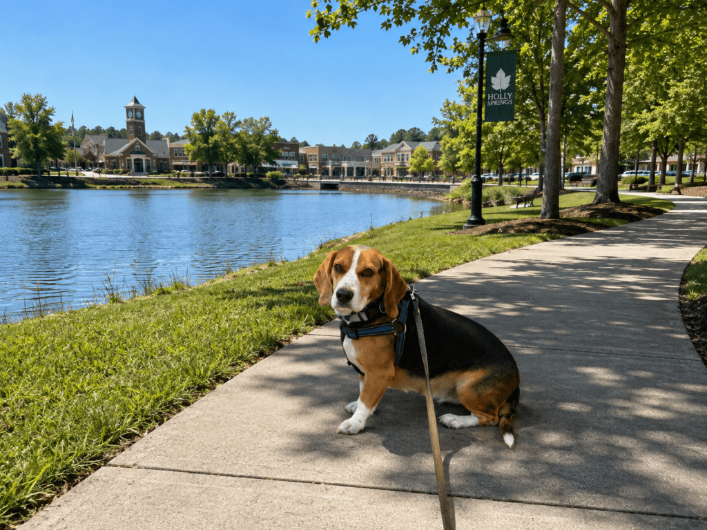 dog walker Holly Springs NC