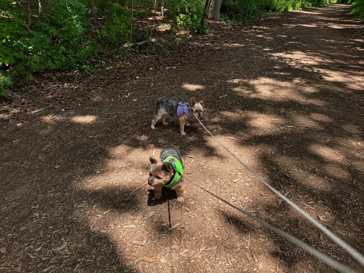 dog walking Holly Springs NC