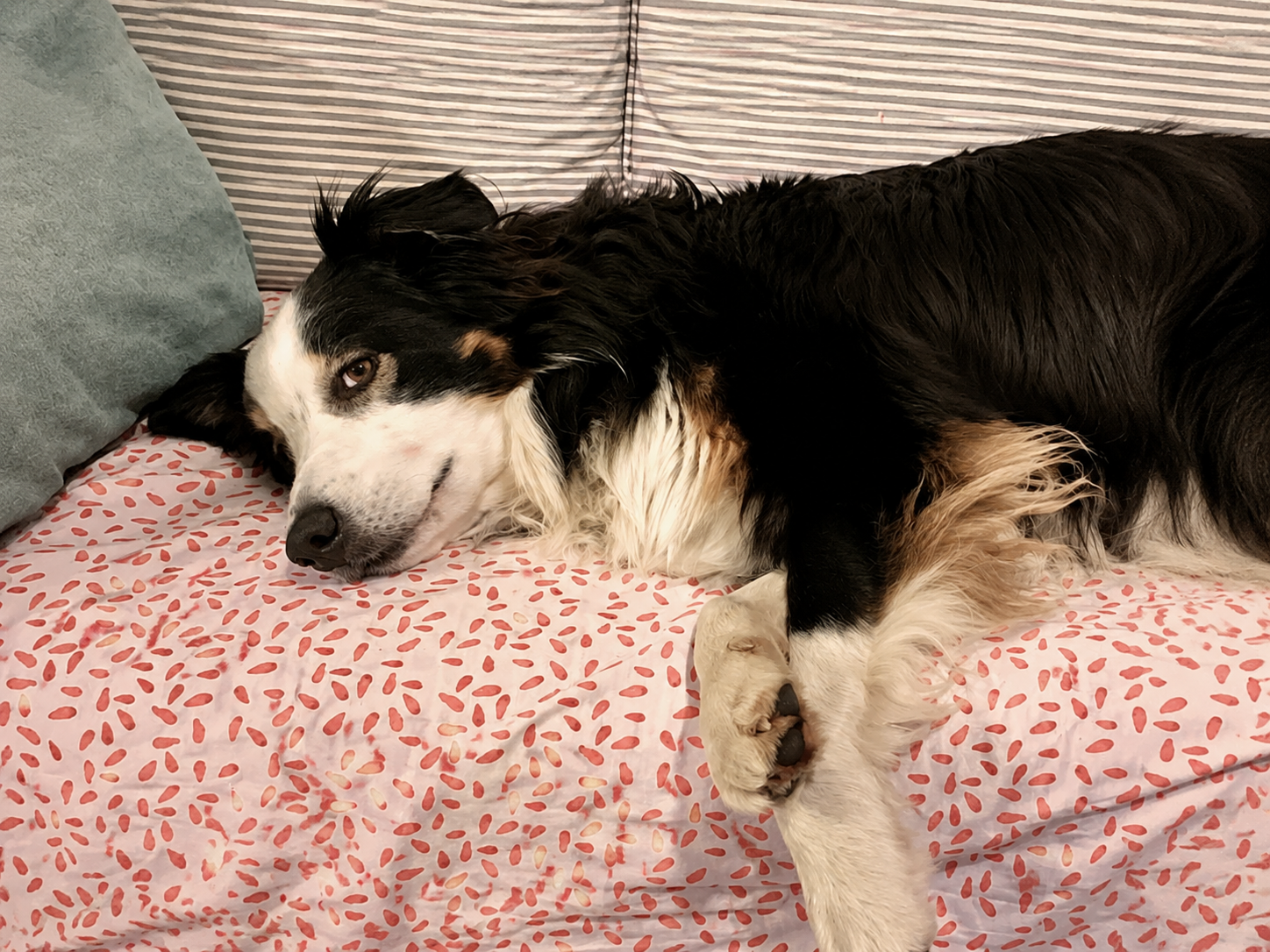pet care raleigh nc