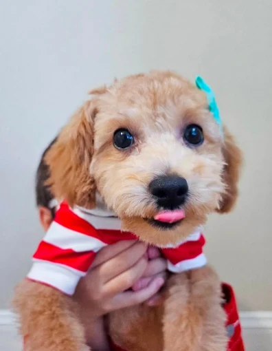 pet sitter raleigh