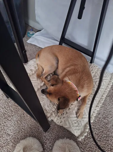 pet sitting raleigh nc