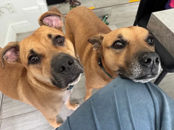 pet sitting raleigh