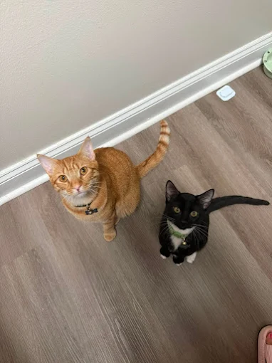 pet sitting service raleigh nc