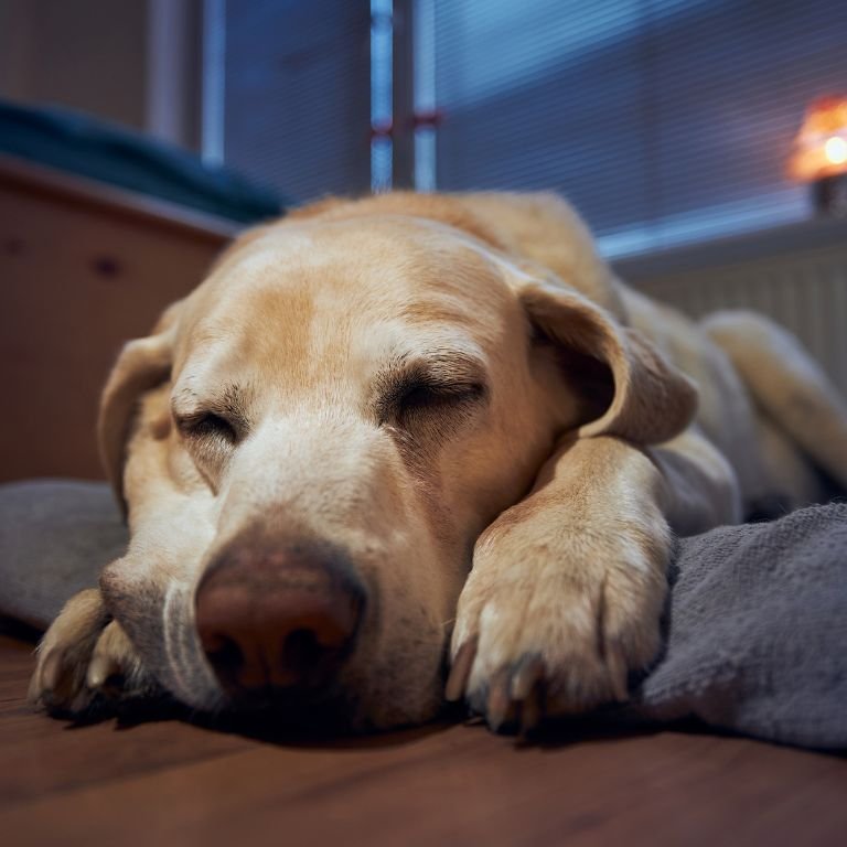 stay at home dog sitter