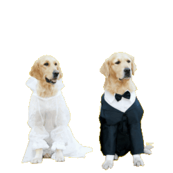 wedding pet attendant raleigh nc