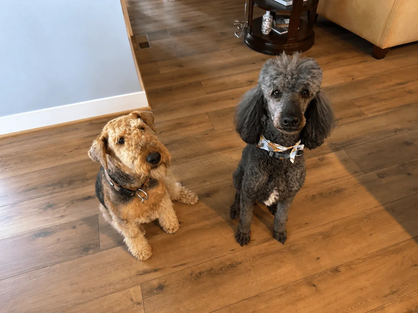 Raleigh trusted Dog walker