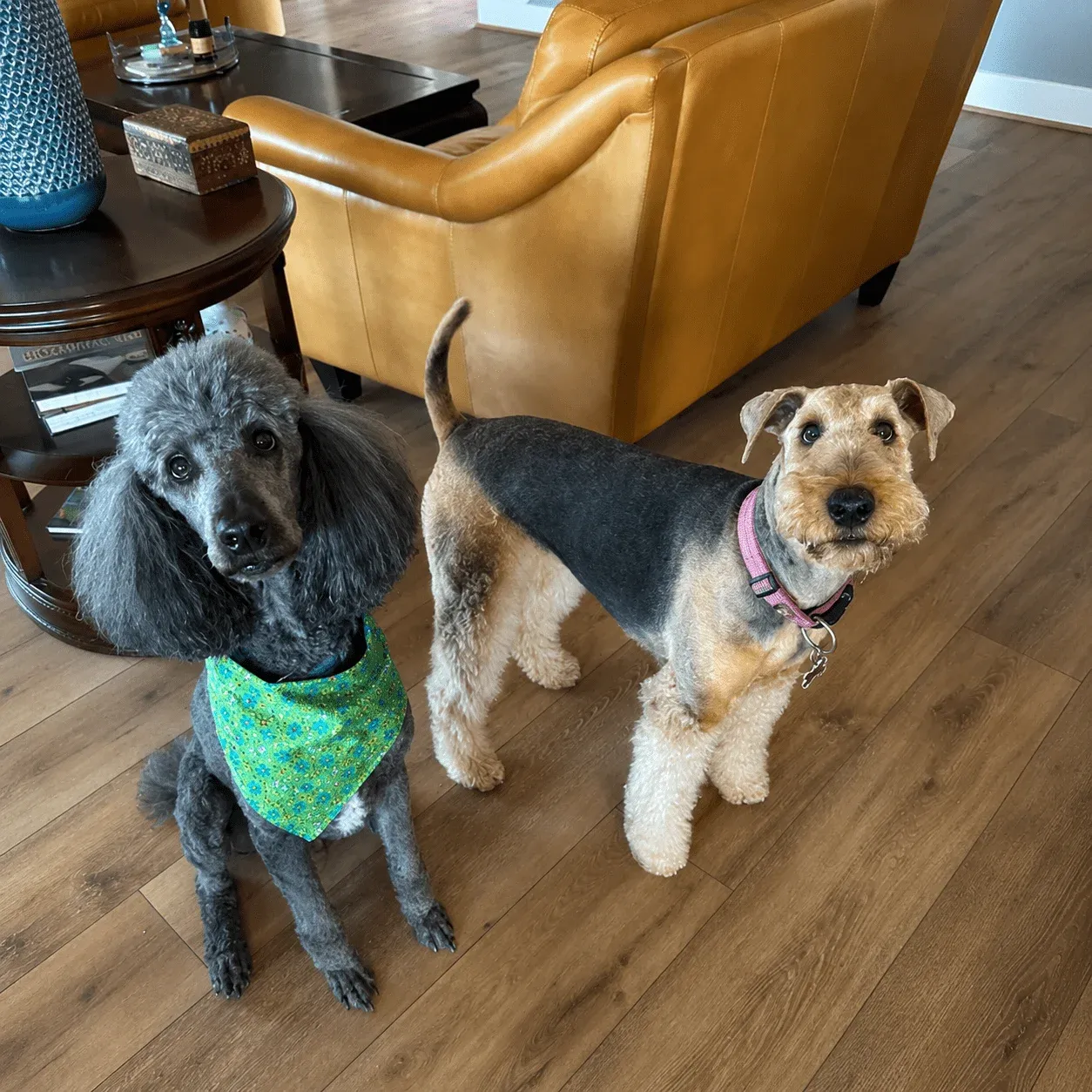 dog walker services in fuqay varina